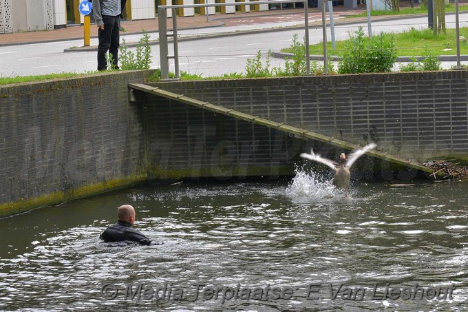 Mediaterplaatse ganzen vangen hdp 16052017 Image00006