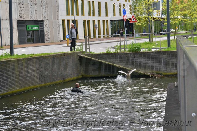 Mediaterplaatse ganzen vangen hdp 16052017 Image00007