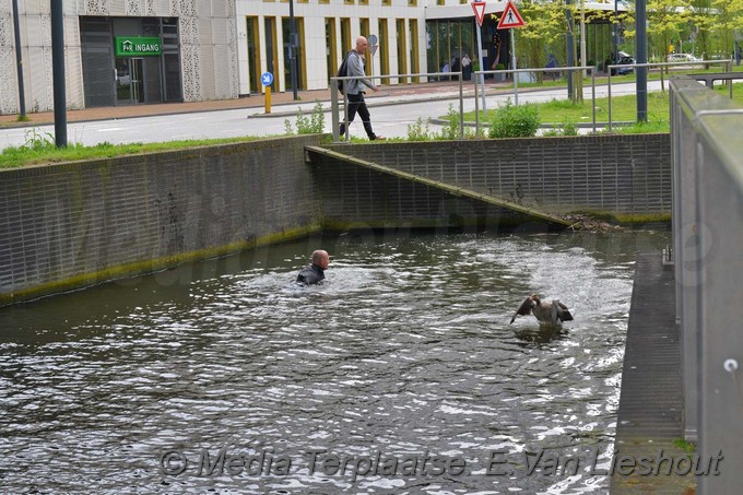 Mediaterplaatse ganzen vangen hdp 16052017 Image00008