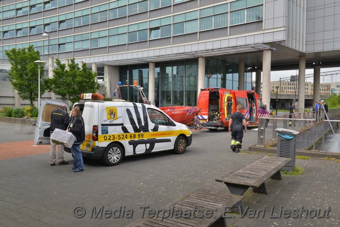 Mediaterplaatse ganzen vangen hdp 16052017 Image00011