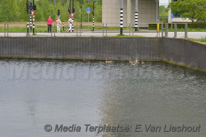 Mediaterplaatse ganzen vangen hdp 16052017 Image00012