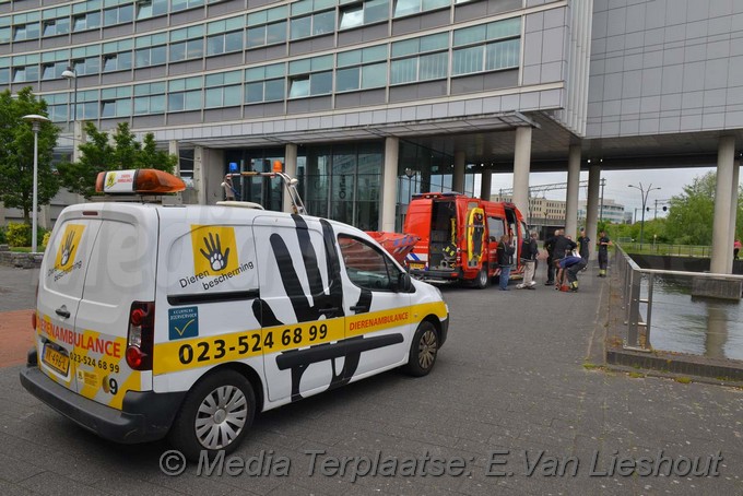 Mediaterplaatse ganzen vangen hdp 16052017 Image00013