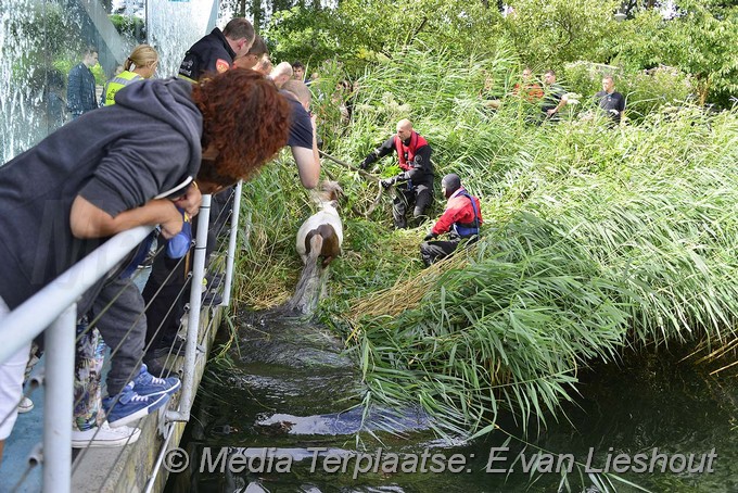 Mediaterplaatse redden dier hoofddorp 04082016 Image00005