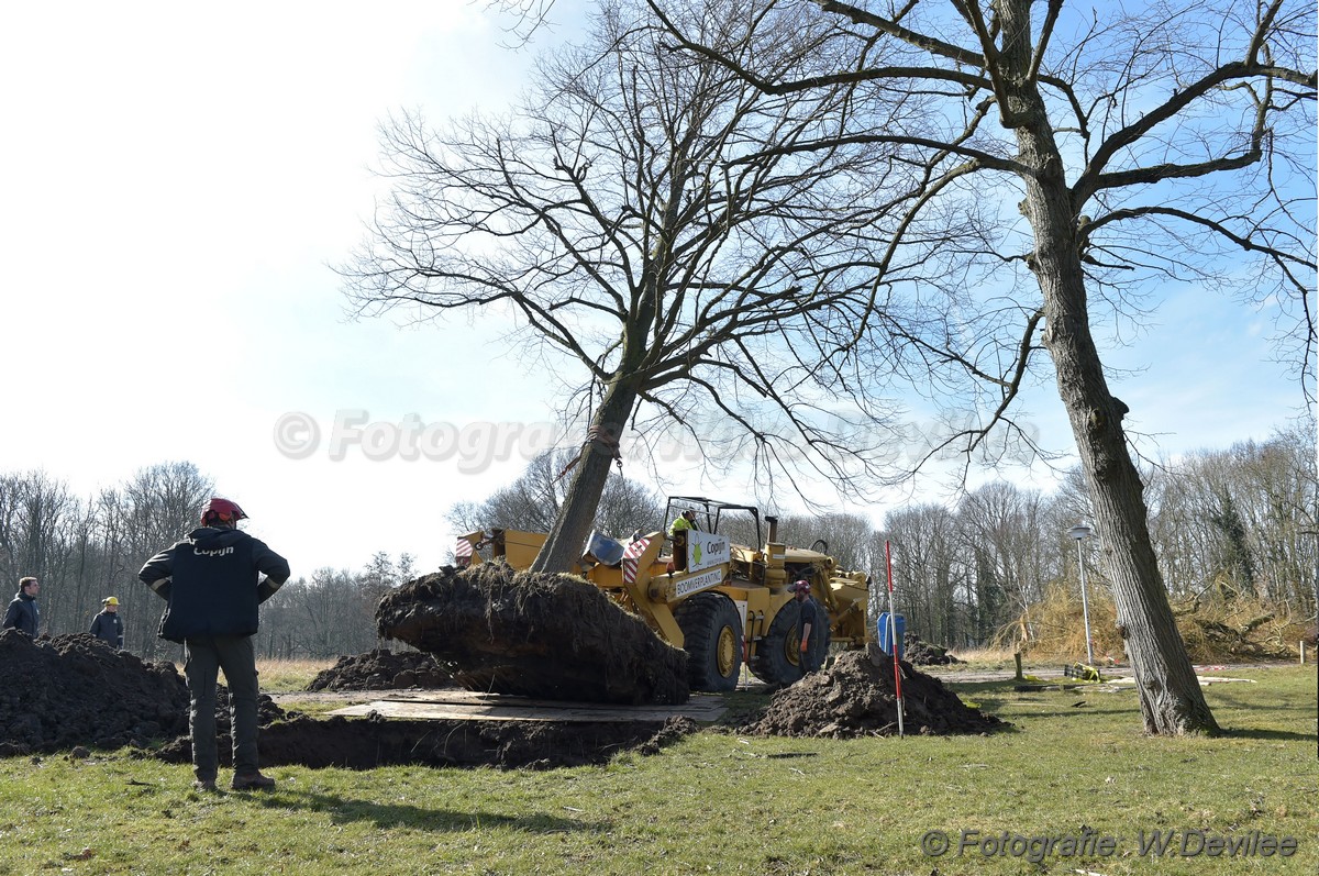 MediaTerplaatse bomen verplaatst ivm nieuwbouw ldn 05032018 Image00002