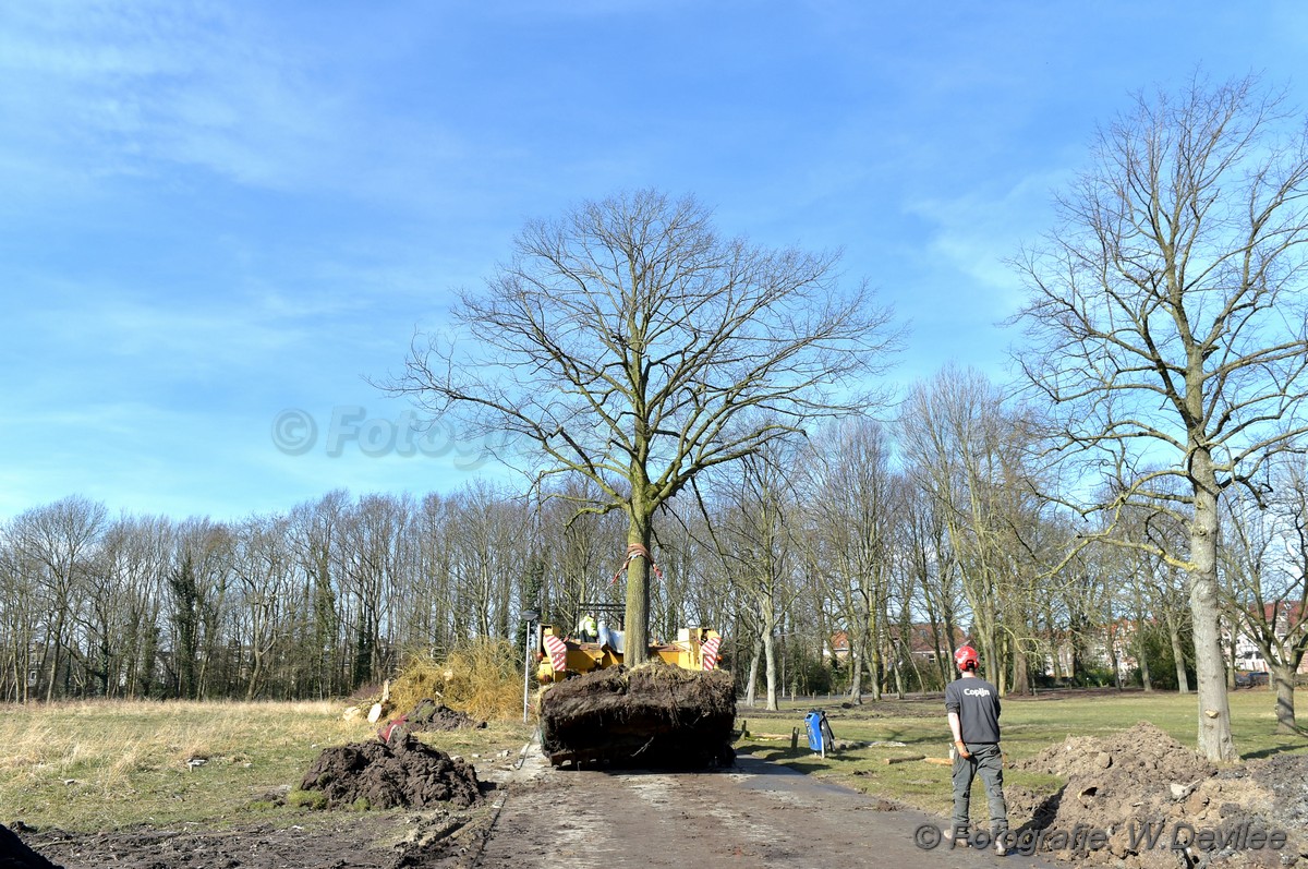 MediaTerplaatse bomen verplaatst ivm nieuwbouw ldn 05032018 Image00005