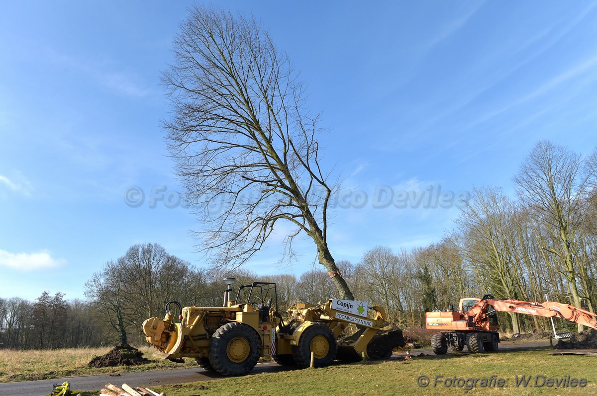 MediaTerplaatse bomen verplaatst ivm nieuwbouw ldn 05032018 Image00006