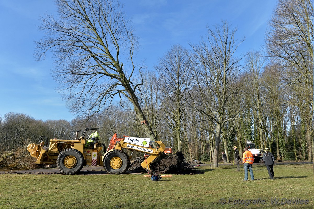 MediaTerplaatse bomen verplaatst ivm nieuwbouw ldn 05032018 Image00007