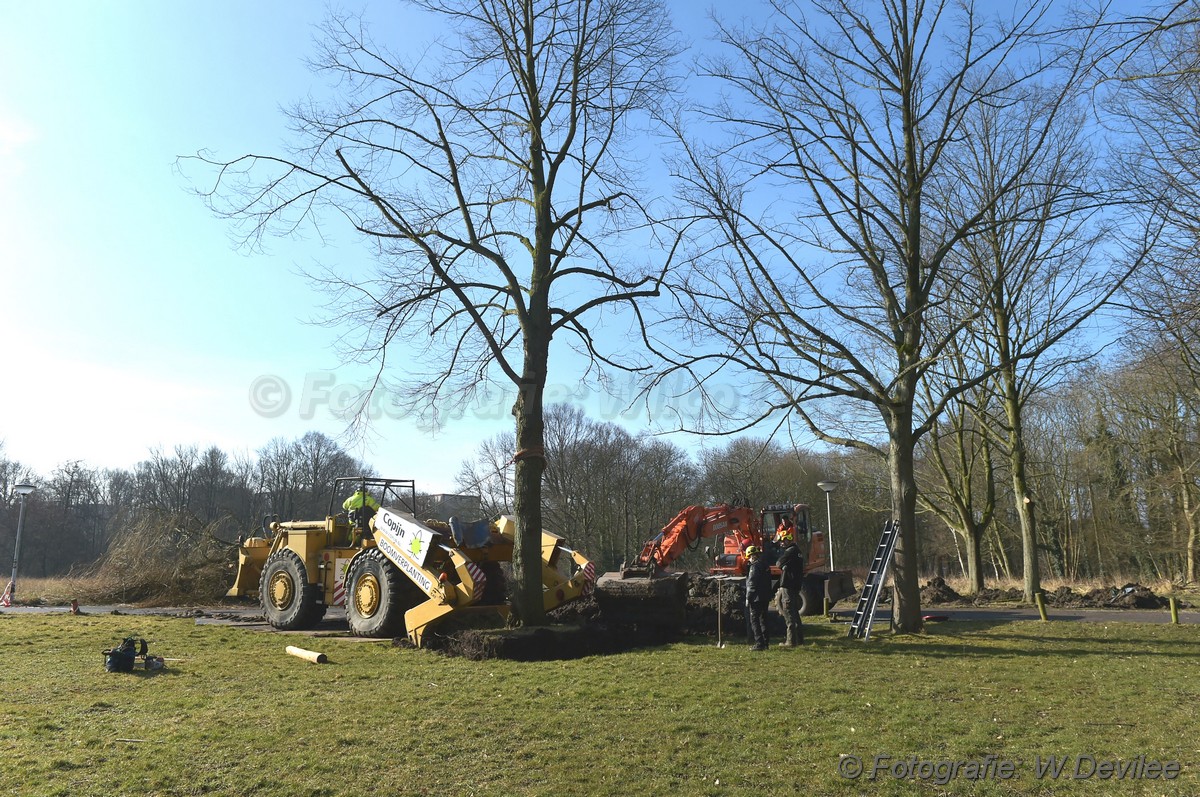 MediaTerplaatse bomen verplaatst ivm nieuwbouw ldn 05032018 Image00008