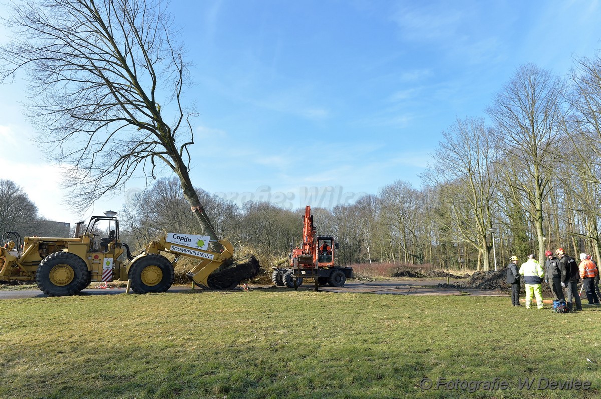 MediaTerplaatse bomen verplaatst ivm nieuwbouw ldn 05032018 Image00200