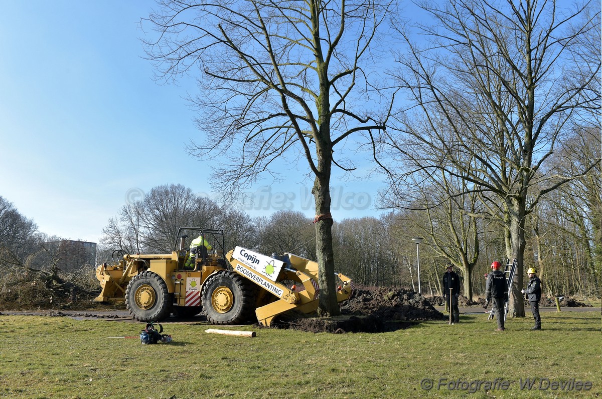 MediaTerplaatse bomen verplaatst ivm nieuwbouw ldn 05032018 Image00201