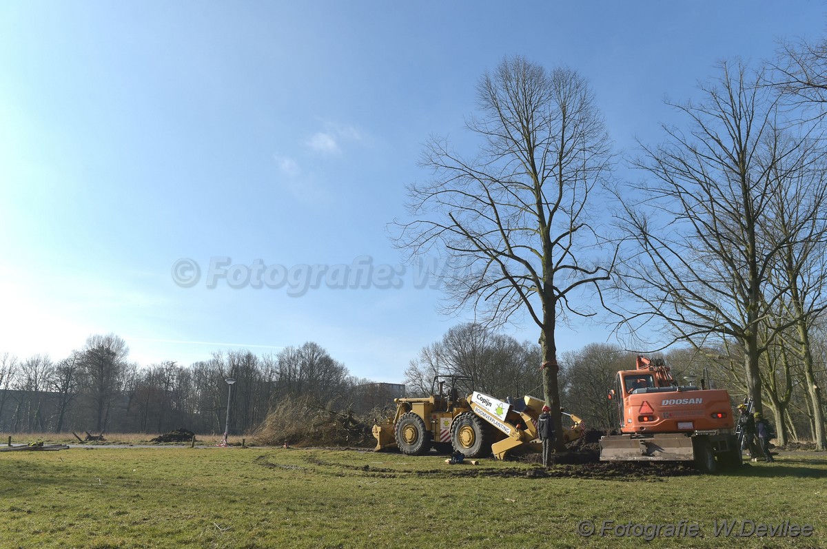 MediaTerplaatse bomen verplaatst ivm nieuwbouw ldn 05032018 Image00202