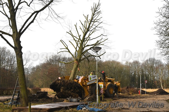 MediaTerplaatse bomen verplaatst ivm nieuwbouw ldn over de weg 06032018 Image01000