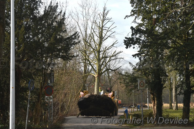 MediaTerplaatse bomen verplaatst ivm nieuwbouw ldn over de weg 06032018 Image01002