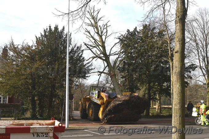 MediaTerplaatse bomen verplaatst ivm nieuwbouw ldn over de weg 06032018 Image01003