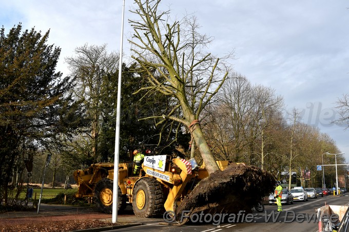 MediaTerplaatse bomen verplaatst ivm nieuwbouw ldn over de weg 06032018 Image01004