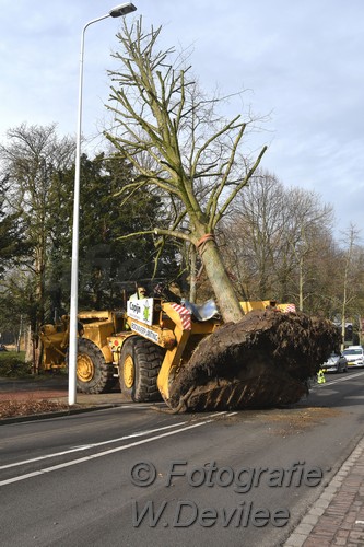 MediaTerplaatse bomen verplaatst ivm nieuwbouw ldn over de weg 06032018 Image01005