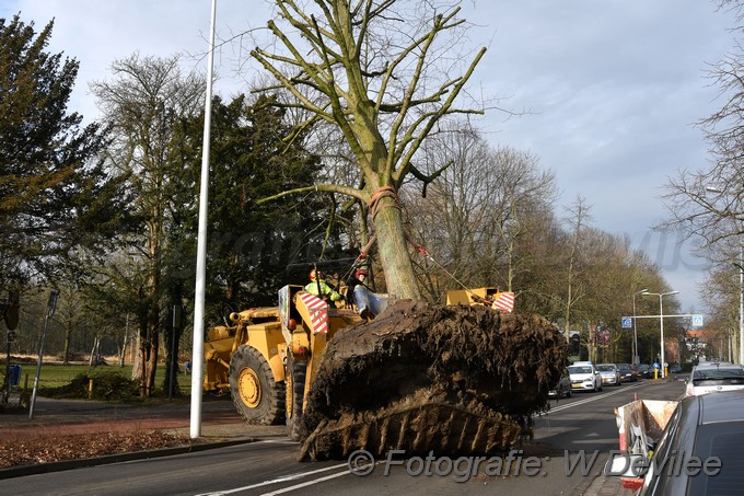 MediaTerplaatse bomen verplaatst ivm nieuwbouw ldn over de weg 06032018 Image01006