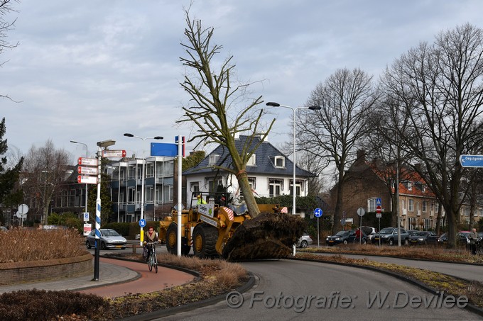 MediaTerplaatse bomen verplaatst ivm nieuwbouw ldn over de weg 06032018 Image01009