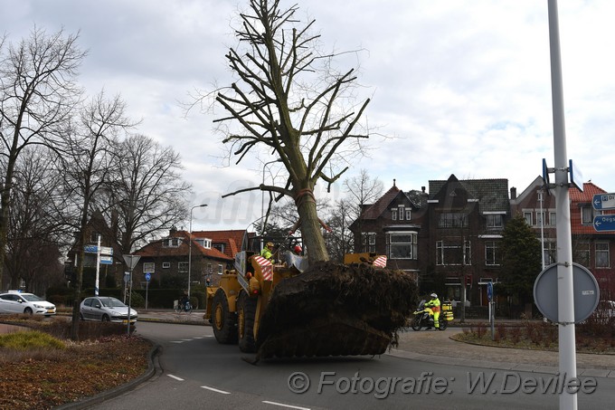 MediaTerplaatse bomen verplaatst ivm nieuwbouw ldn over de weg 06032018 Image01011