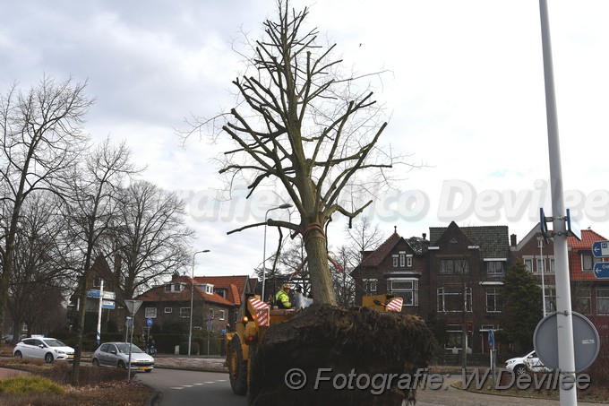 MediaTerplaatse bomen verplaatst ivm nieuwbouw ldn over de weg 06032018 Image01012