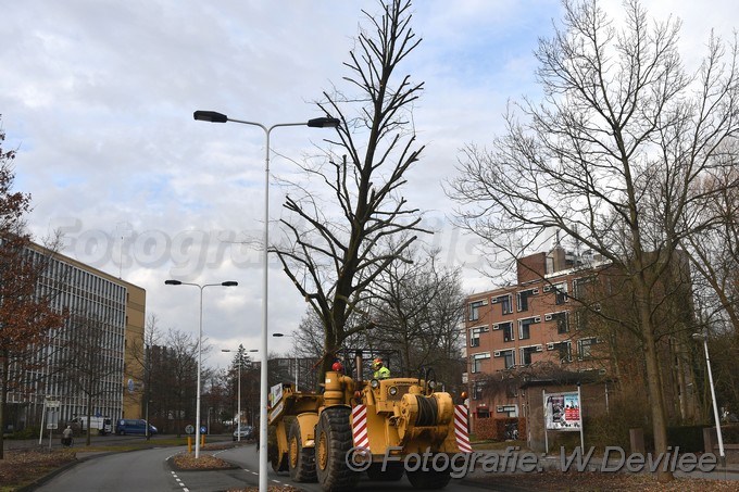 MediaTerplaatse bomen verplaatst ivm nieuwbouw ldn over de weg 06032018 Image01014