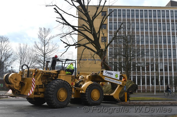 MediaTerplaatse bomen verplaatst ivm nieuwbouw ldn over de weg 06032018 Image01015