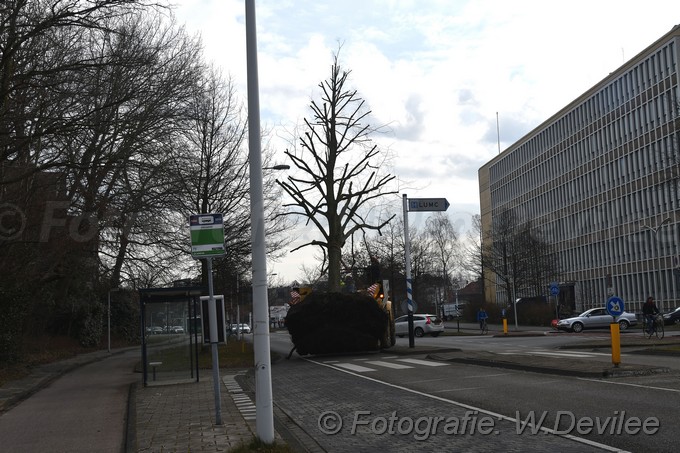 MediaTerplaatse bomen verplaatst ivm nieuwbouw ldn over de weg 06032018 Image01017