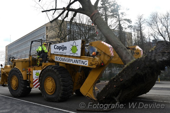MediaTerplaatse bomen verplaatst ivm nieuwbouw ldn over de weg 06032018 Image01019