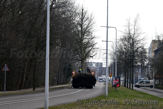 MediaTerplaatse bomen verplaatst ivm nieuwbouw ldn over de weg 06032018 Image01021