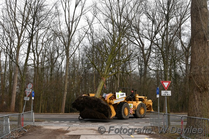 MediaTerplaatse bomen verplaatst ivm nieuwbouw ldn over de weg 06032018 Image01023