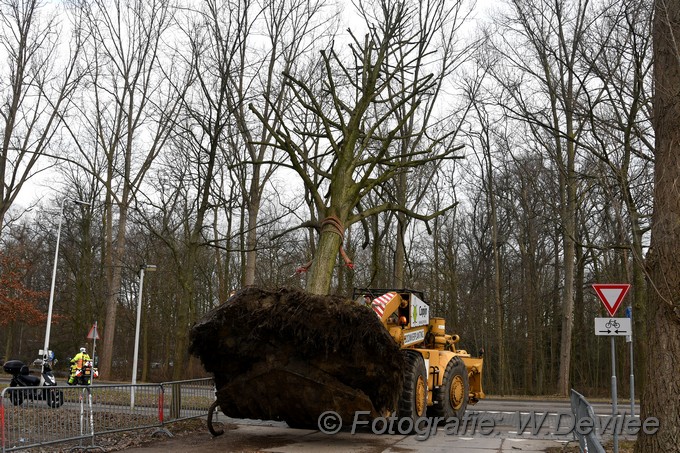 MediaTerplaatse bomen verplaatst ivm nieuwbouw ldn over de weg 06032018 Image01025