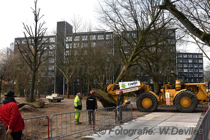 MediaTerplaatse bomen verplaatst ivm nieuwbouw ldn over de weg 06032018 Image01029